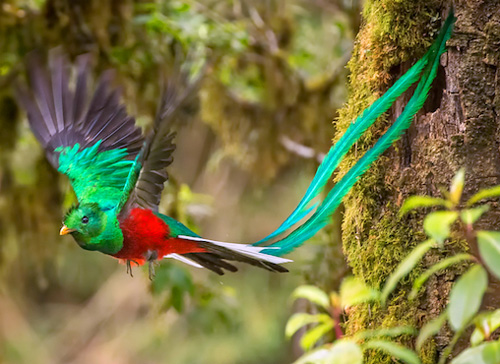 Leyenda del Quetzal