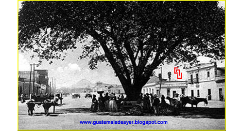 El árbol de Amate