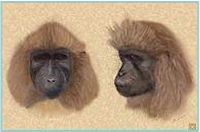 Mono Existe una Nueva Especie de Primate