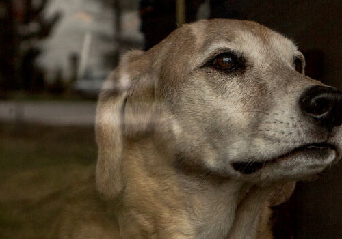 4 Señales que pueden demostrar que tu mascota está viendo un Fantasma