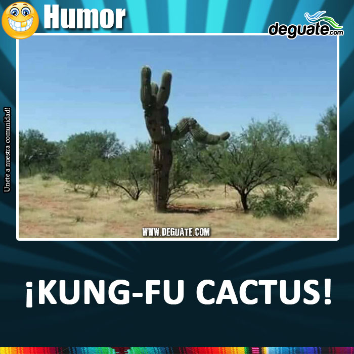 052-kungfu-cactus.jpg