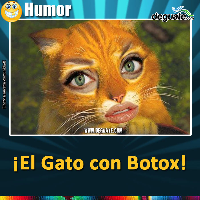 062-gato-botox.jpg