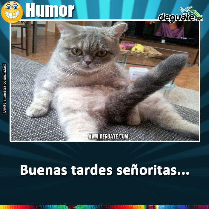 091-gato-buenas-tardes-sritas.jpg