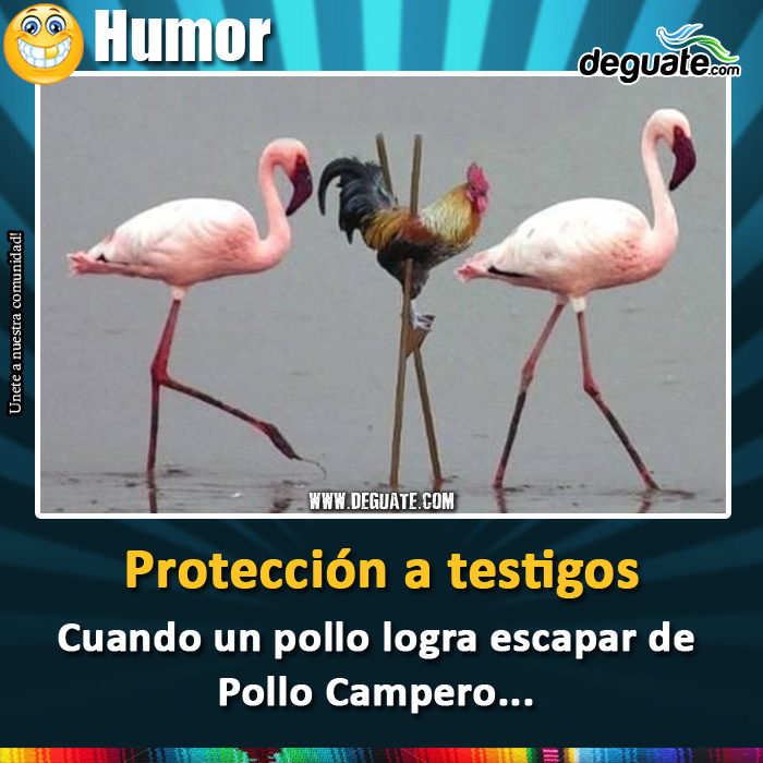 106-testigo-pollo-campero.jpg