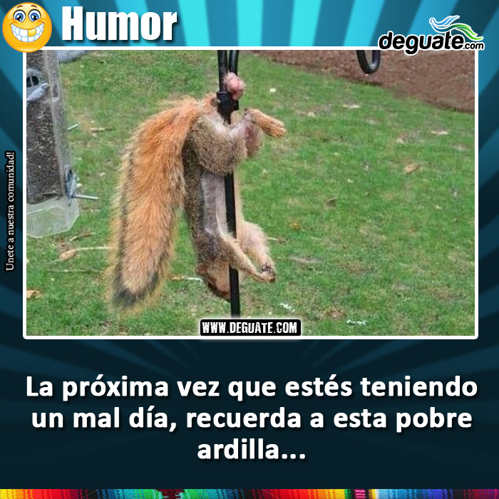 156-mal-dia-ardilla.jpg