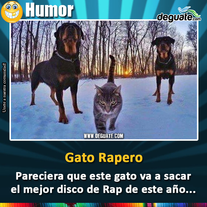 176-gato-rapero.jpg