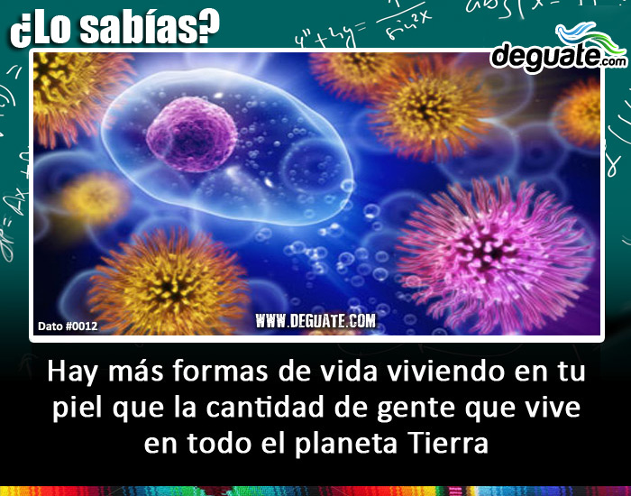 0012-formasvidapielplaneta.jpg