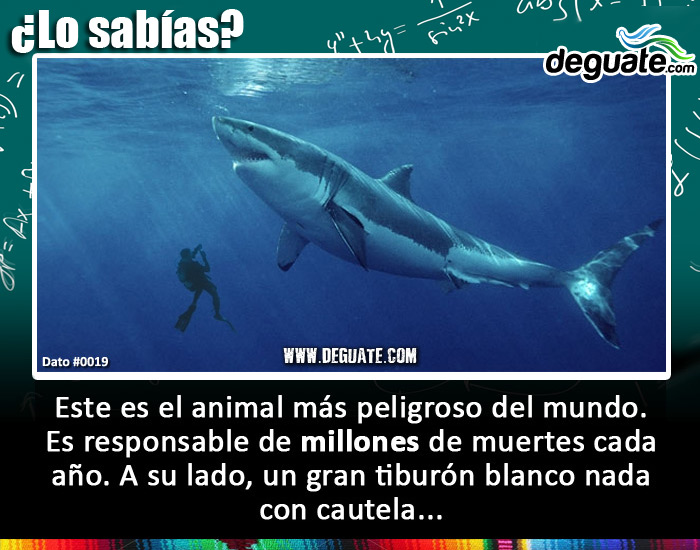 0019-animalpeligrosohombre.jpg