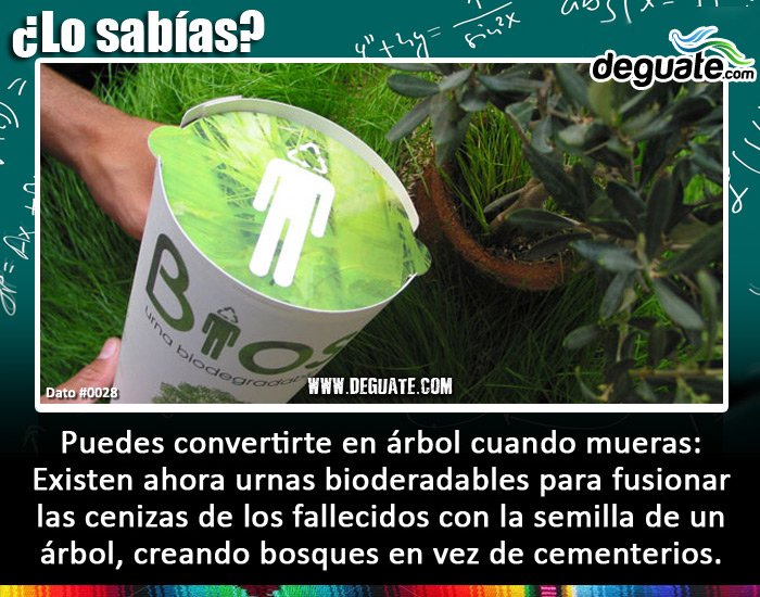 0028-urnasbiodegradables.jpg
