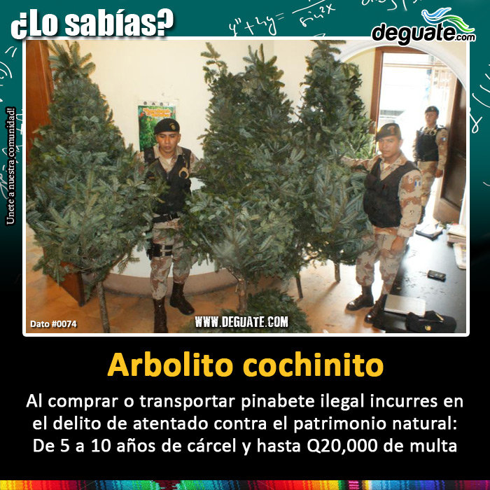 0074-pinabete-ilegal.jpg