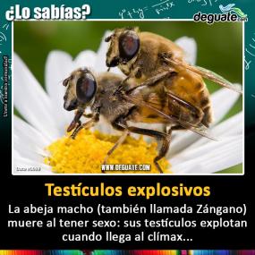 Click para agrandar