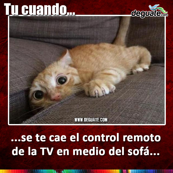 013-setecaeelcontrolremoto.jpg